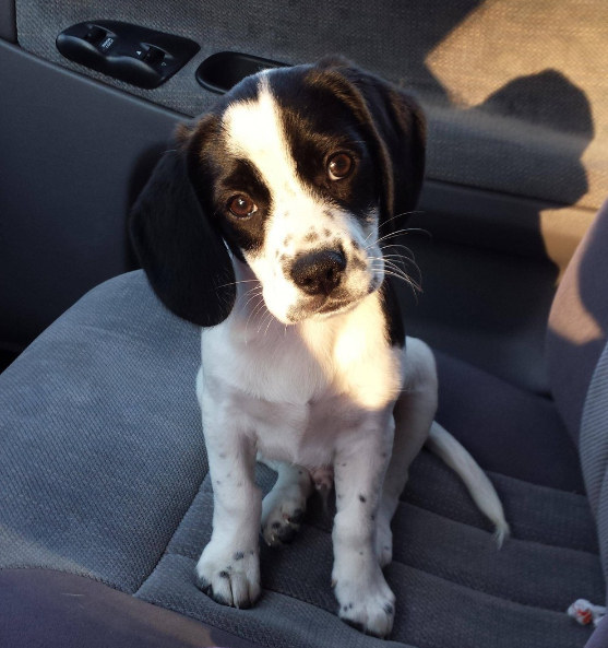 Hayatı Anlamaya Çalışan 18 Meraklı Yavru Köpek 16